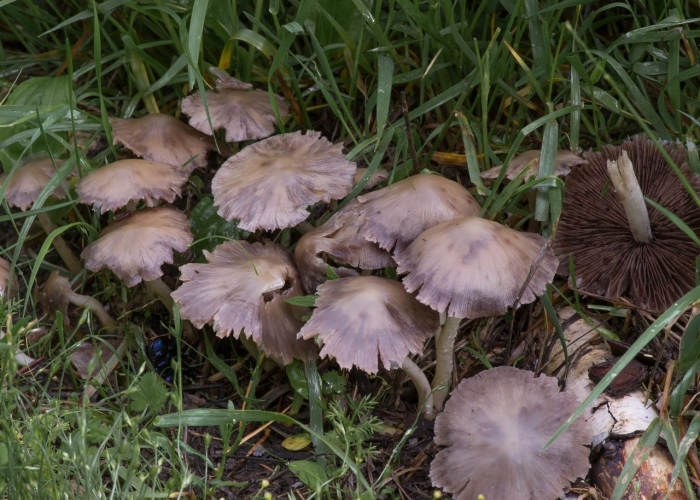 Навозник обыкновенный coprinopsis cinerea