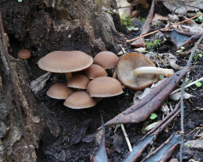 Псатирелла шаровидная psathyrella piluliformis