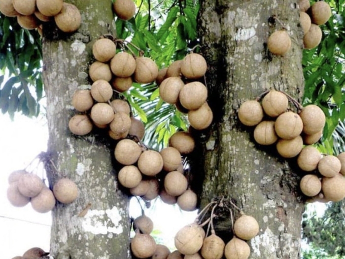 Плод дерева