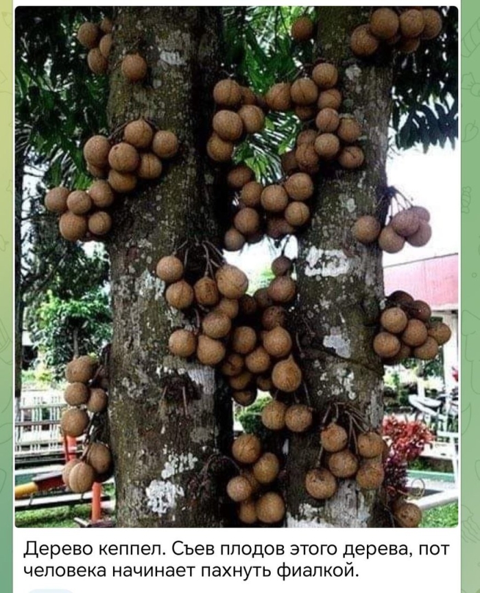 Дерево кеппел