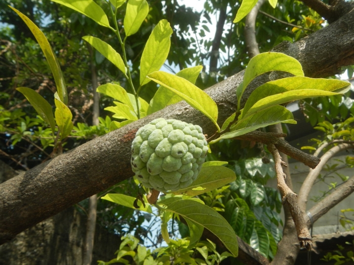 Аннона сахарное яблоко