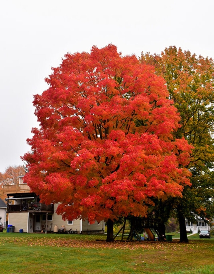 Клён канадский