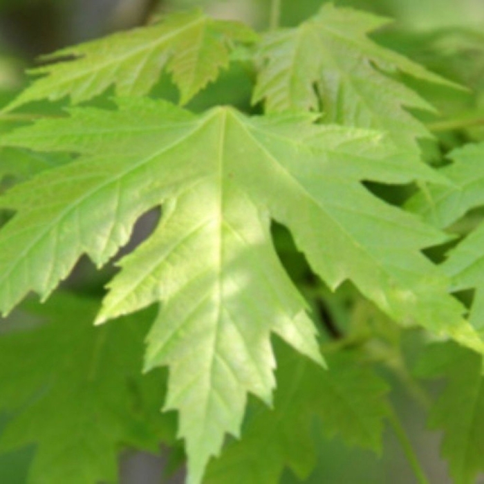 Acer saccharinum