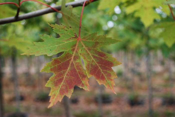 Клен фримана autumn blaze