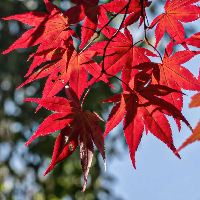 Красный японский клен