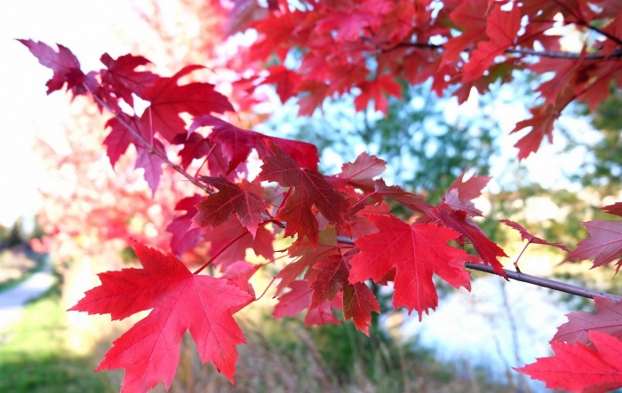 Клен красный (acer rubrum) october glory