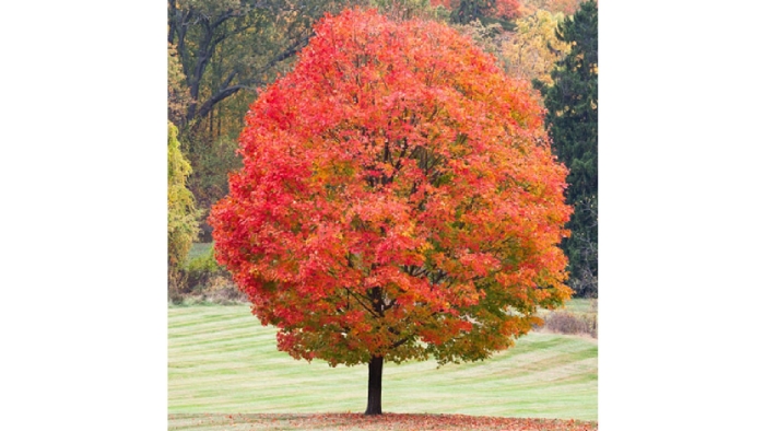 Клен канадский дерево