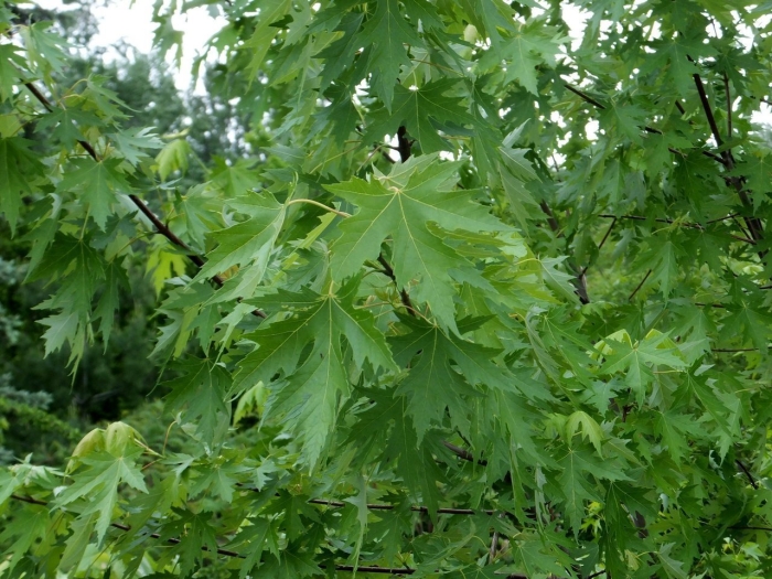 Клен серебристый дерево