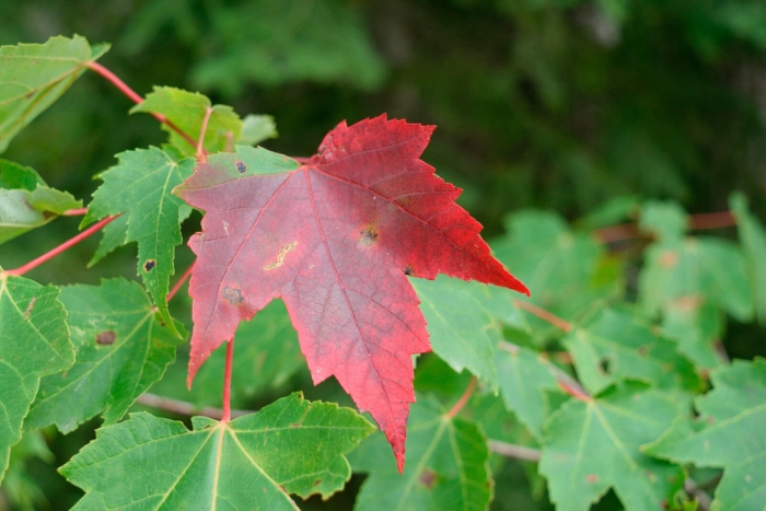 Acer rubrum (клен красный) 'red sunset'