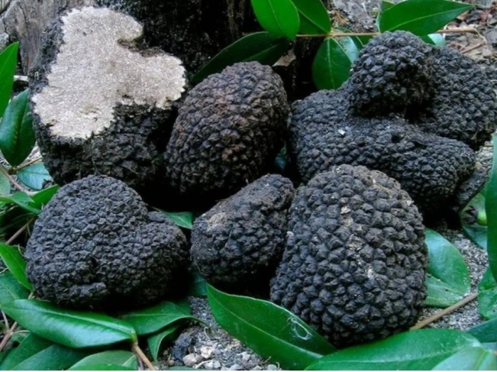 Трюфель летний – tuber aestivum