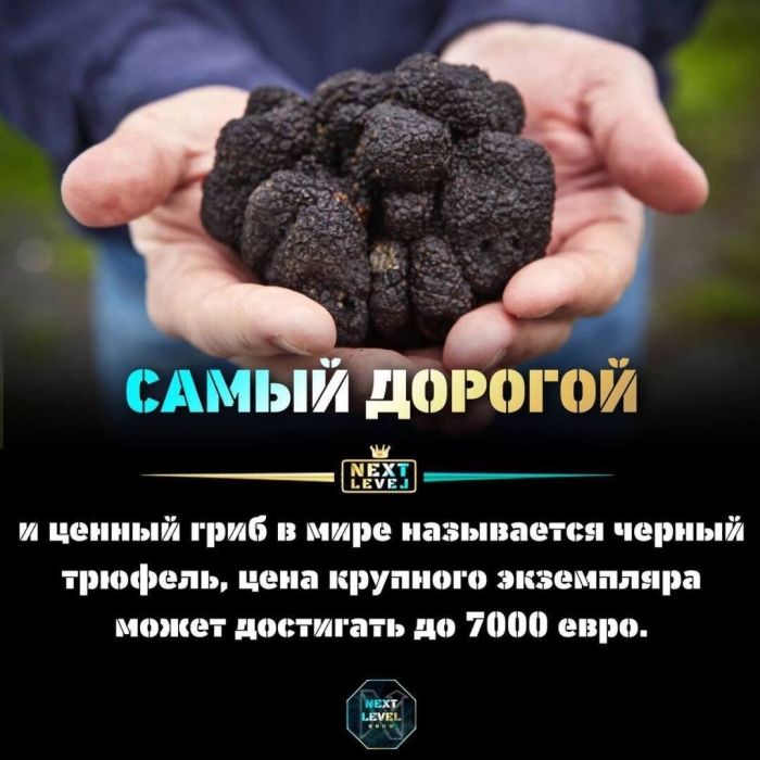 Трюфели грибы