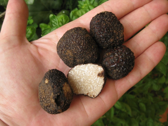 Крымский трюфель гриб