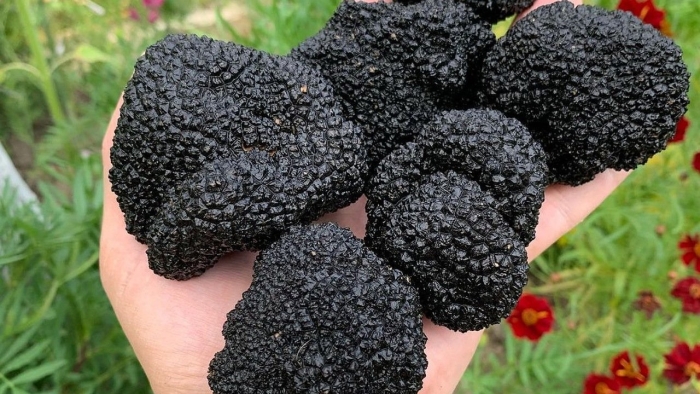 Русский чёрный трюфель