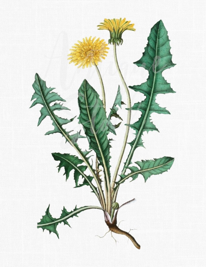 Одуванчик лекарственный – taraxacum officinale