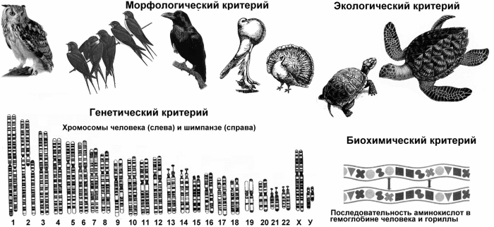 Морская черепаха строение тела