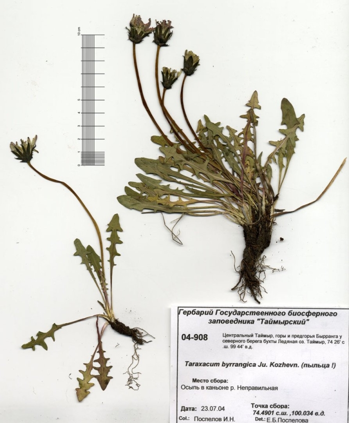 Одуванчик лекарственный гербарий
