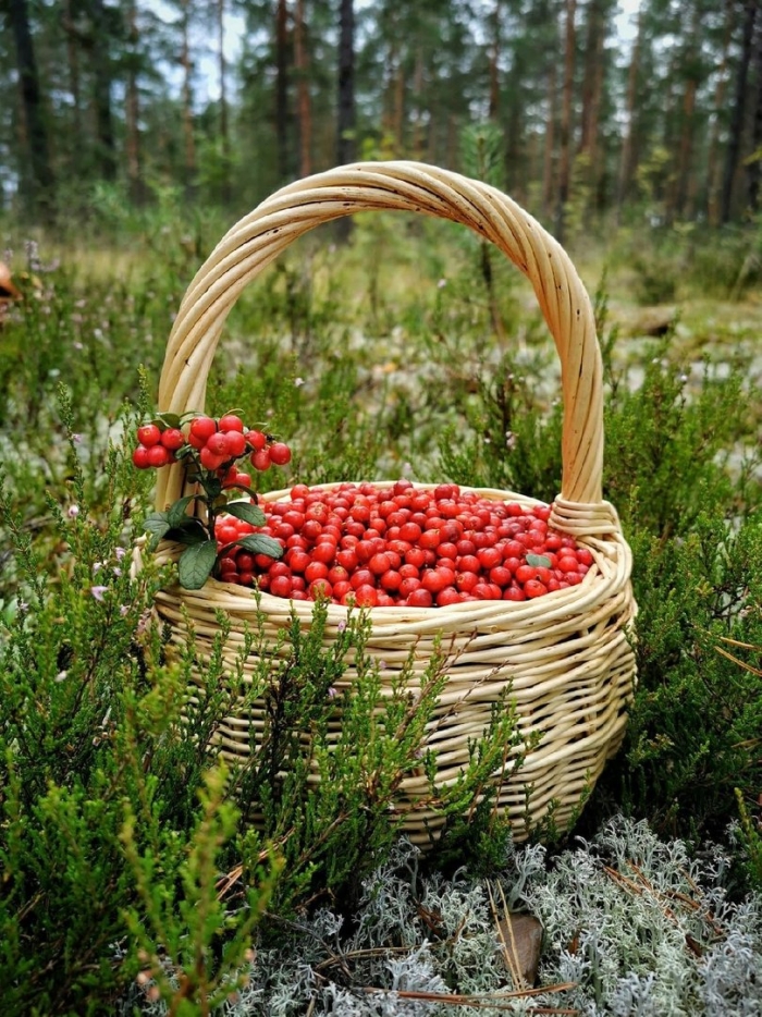 Ягода в лесу