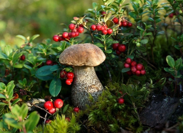 Лес и грибы