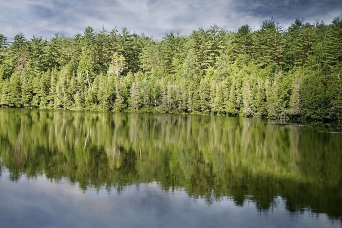 Заказник белая кедва
