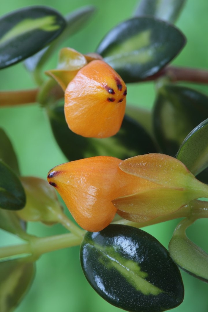 Нематантус золотая рыбка