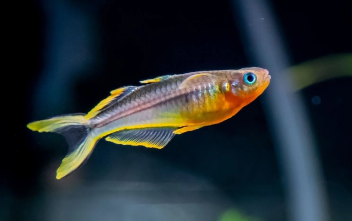 Радужница попондетта фурката