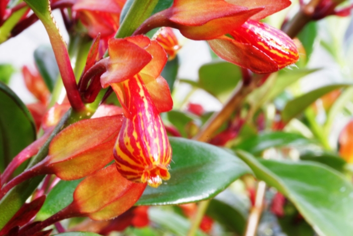 Цветок нематантус тропикана