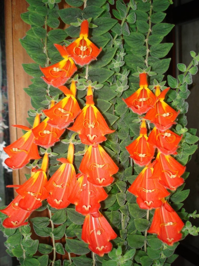 Эсхинантус колумнея