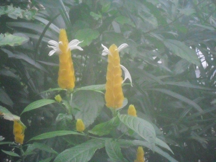 Пахистахис желтый