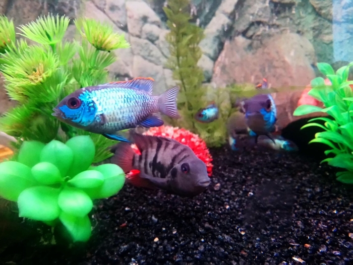 Наннакара блю неон