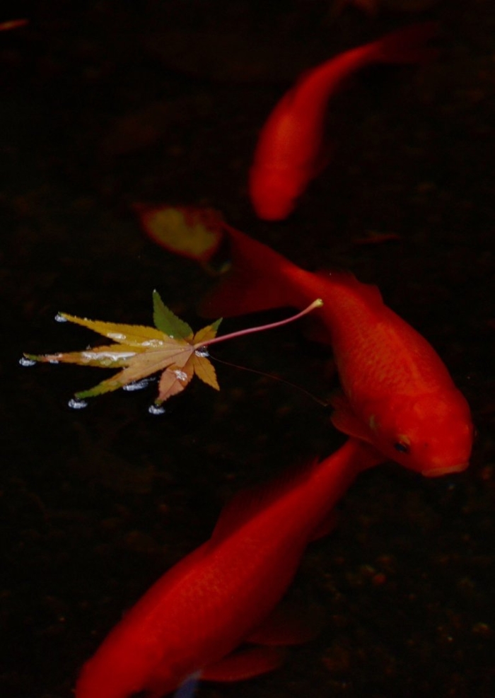 Красная рыбка