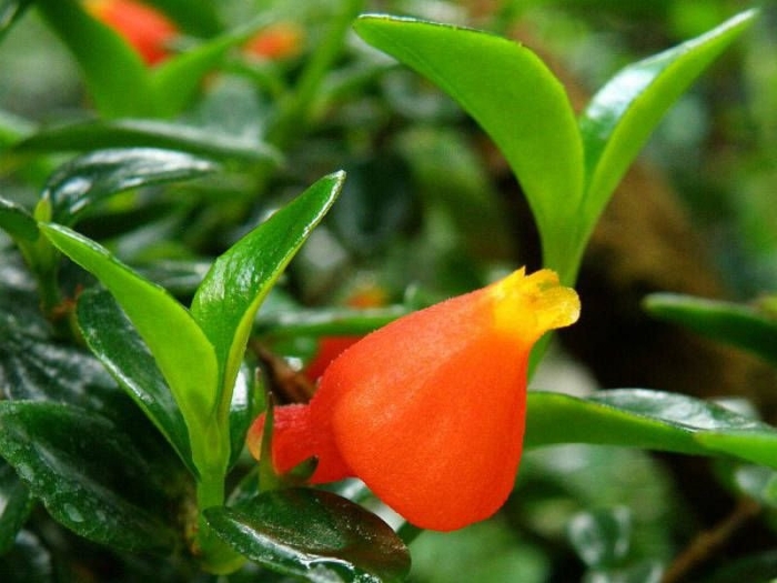 Нематантус грегариус