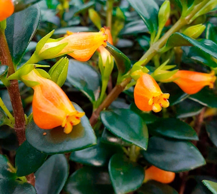 Нематантус грегариус