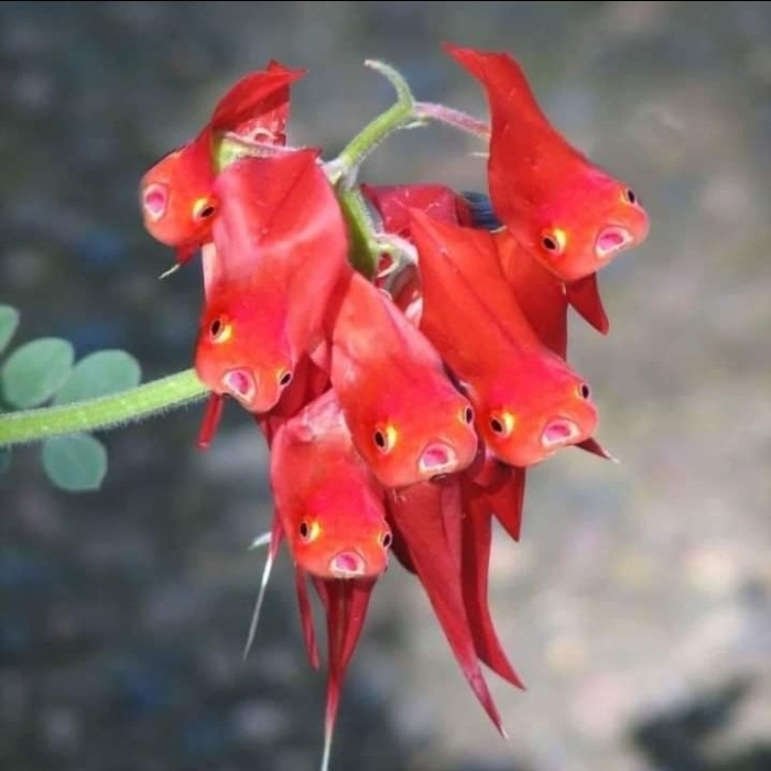 Необычное растение