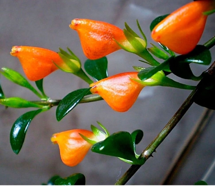 Нематантус золотая рыбка