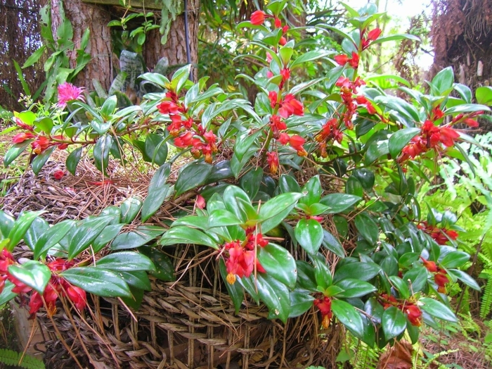 Гипоцирта нематантус