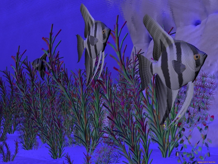 Скалярия зебра полосатая