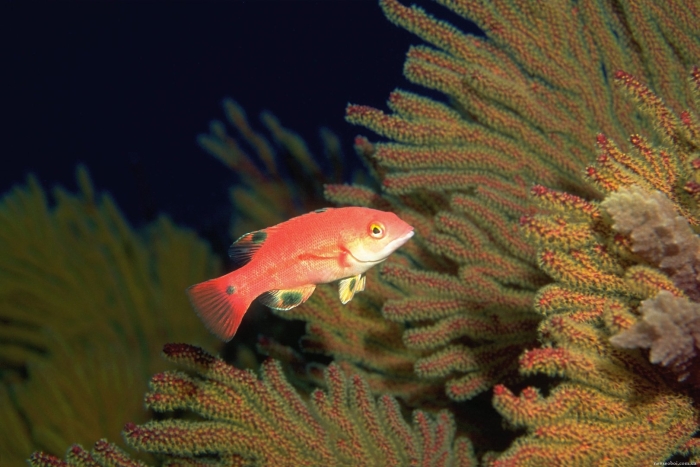 Pseudanthias squamipinnis