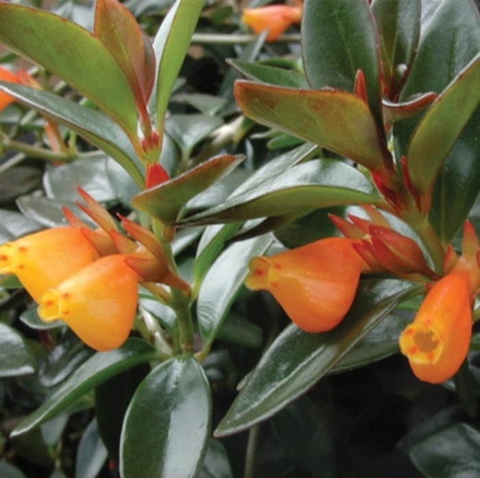 Нематантус (золотая рыбка цветок)