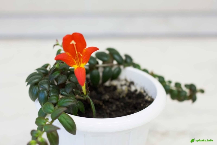 Колумнея цветок комнатный