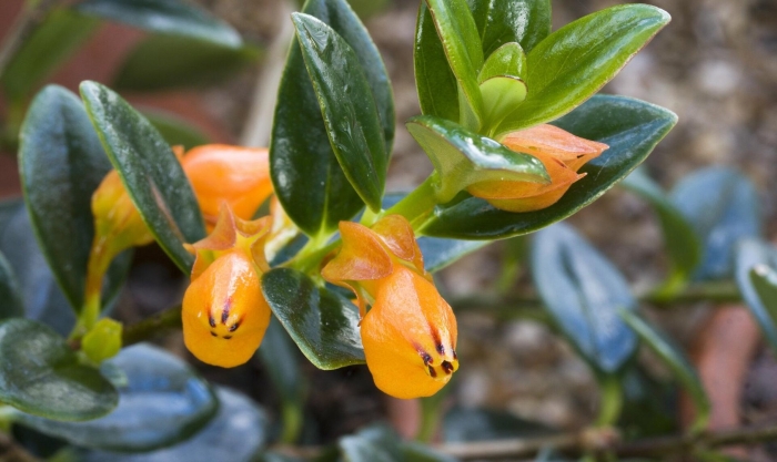 Нематантус тропикана