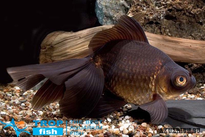 Золотая рыбка телескоп вуалехвост