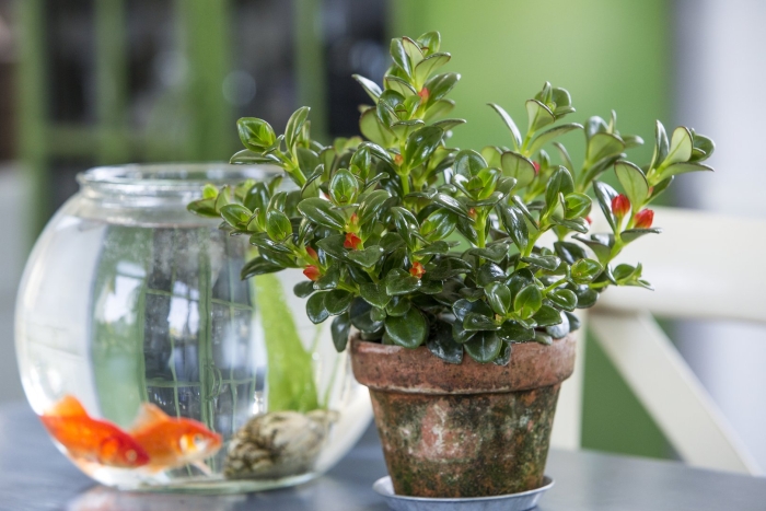 Немантантус золотая рыбка гипоцирта