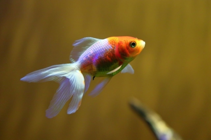 Рыбка похожая на золотую рыбку