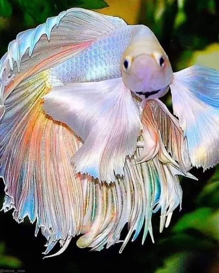 Петушок вуалехвост