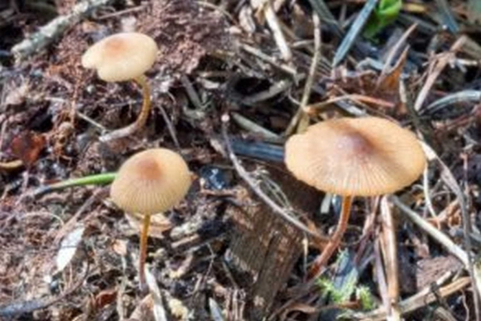 Коноцибе неочевидная