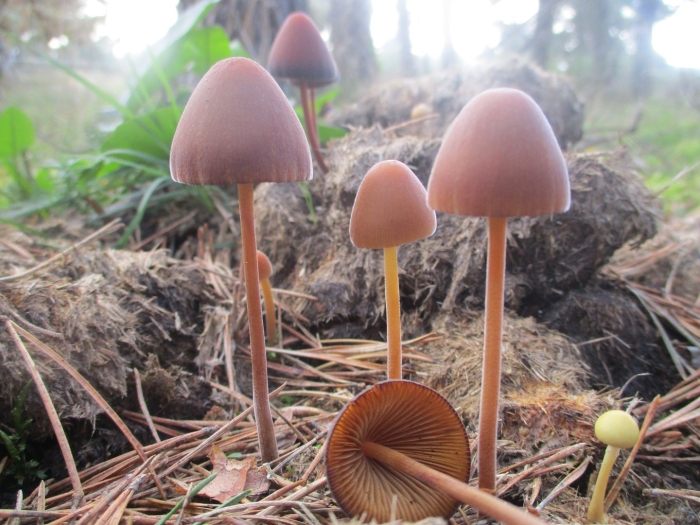 Коноцибе бархатистоножковая