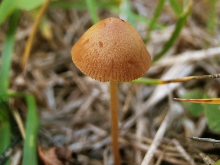 Коноцибе полушаровидная