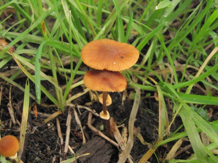 Коноцибе филарис - conocybe filaris