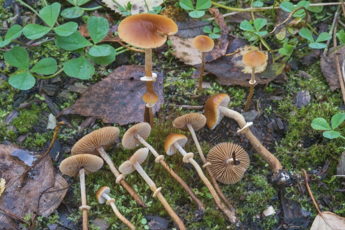 Conocybe filaris
