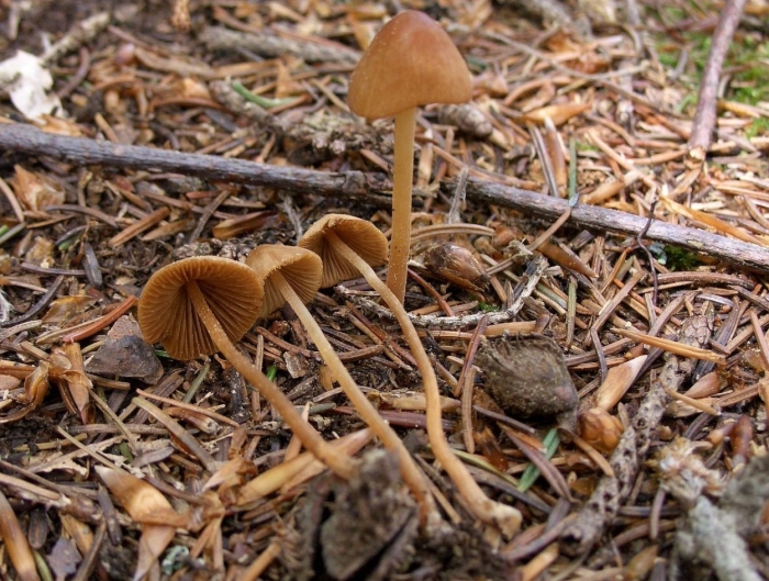 Коноцибе бархатистоножковая (кюнера)